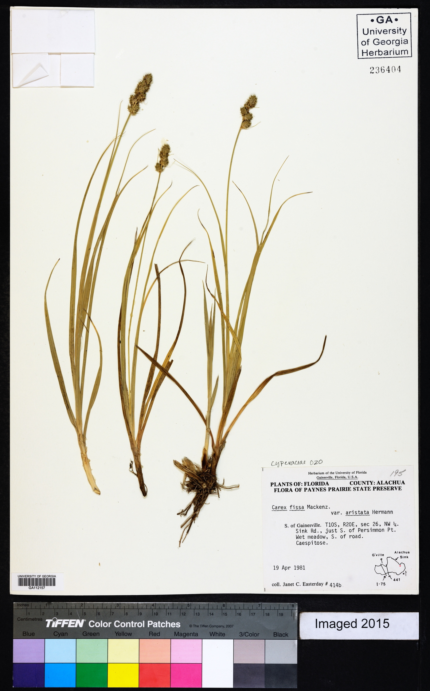 Carex fissa var. aristata image