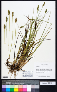 Carex fissa image