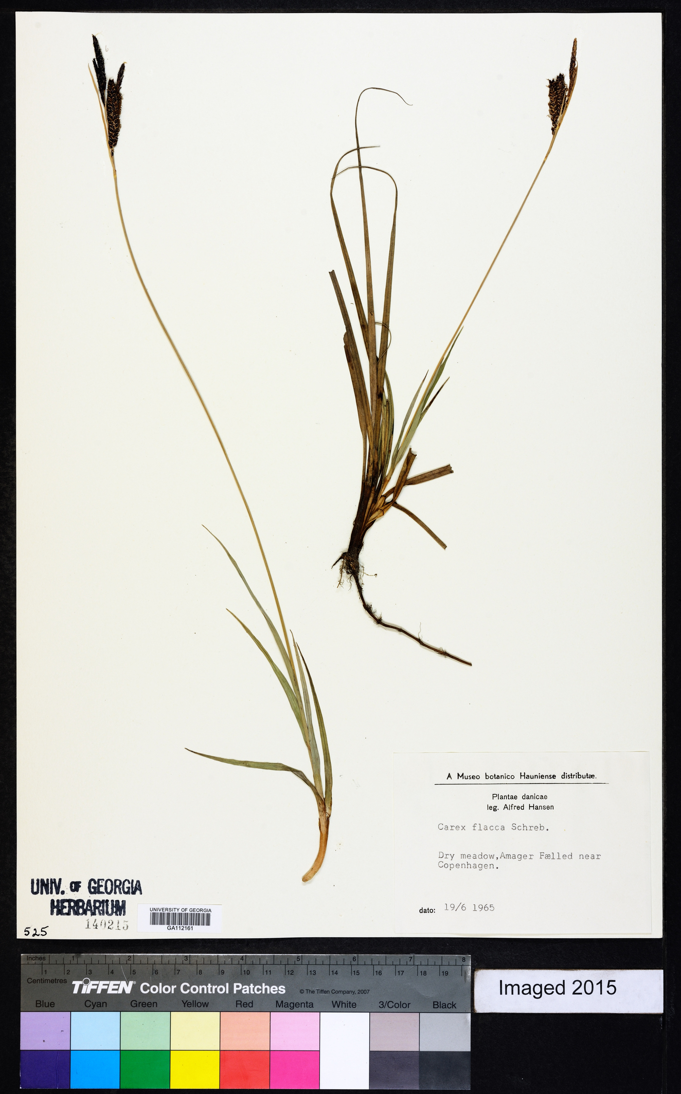 Carex flacca image