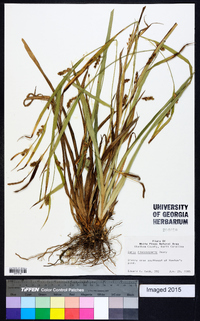 Carex flaccosperma image