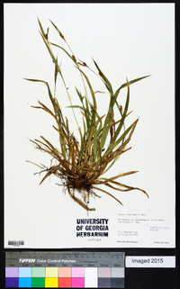 Carex flaccosperma image