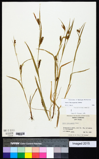 Carex flaccosperma image