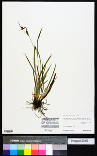 Carex flaccosperma image