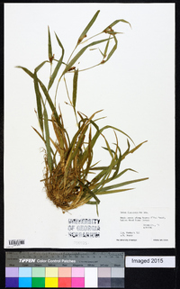 Carex flaccosperma image