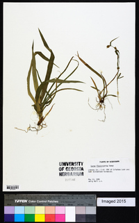 Carex flaccosperma image