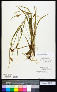 Carex flaccosperma image