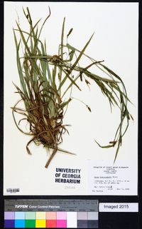 Carex flaccosperma image