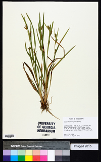 Carex flaccosperma image