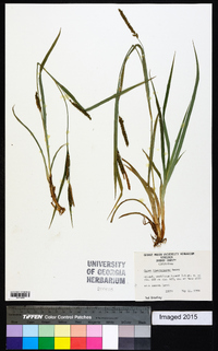 Carex flaccosperma image