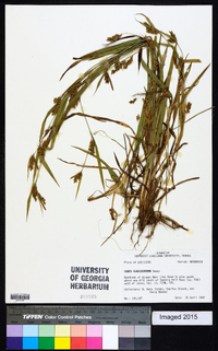 Carex flaccosperma image