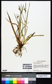 Carex flaccosperma image