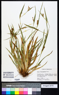 Carex flaccosperma image