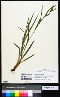 Carex flaccosperma image