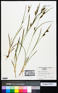 Carex flaccosperma image