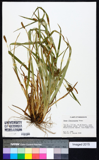 Carex flaccosperma image