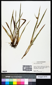 Carex flaccosperma image