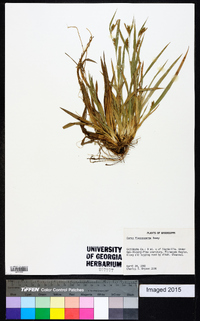 Carex flaccosperma image