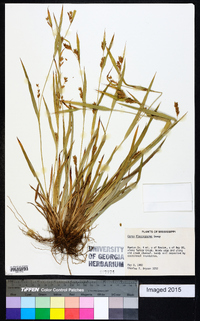 Carex flaccosperma image