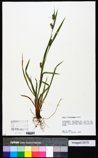 Carex flaccosperma image