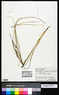 Carex flagellifera image