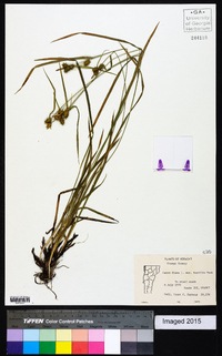 Carex flava image