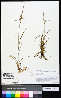 Carex flava image