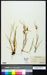 Carex flava image