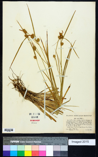 Carex flava image