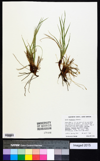 Carex floridana image