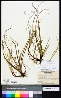 Carex floridana image