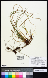 Carex floridana image