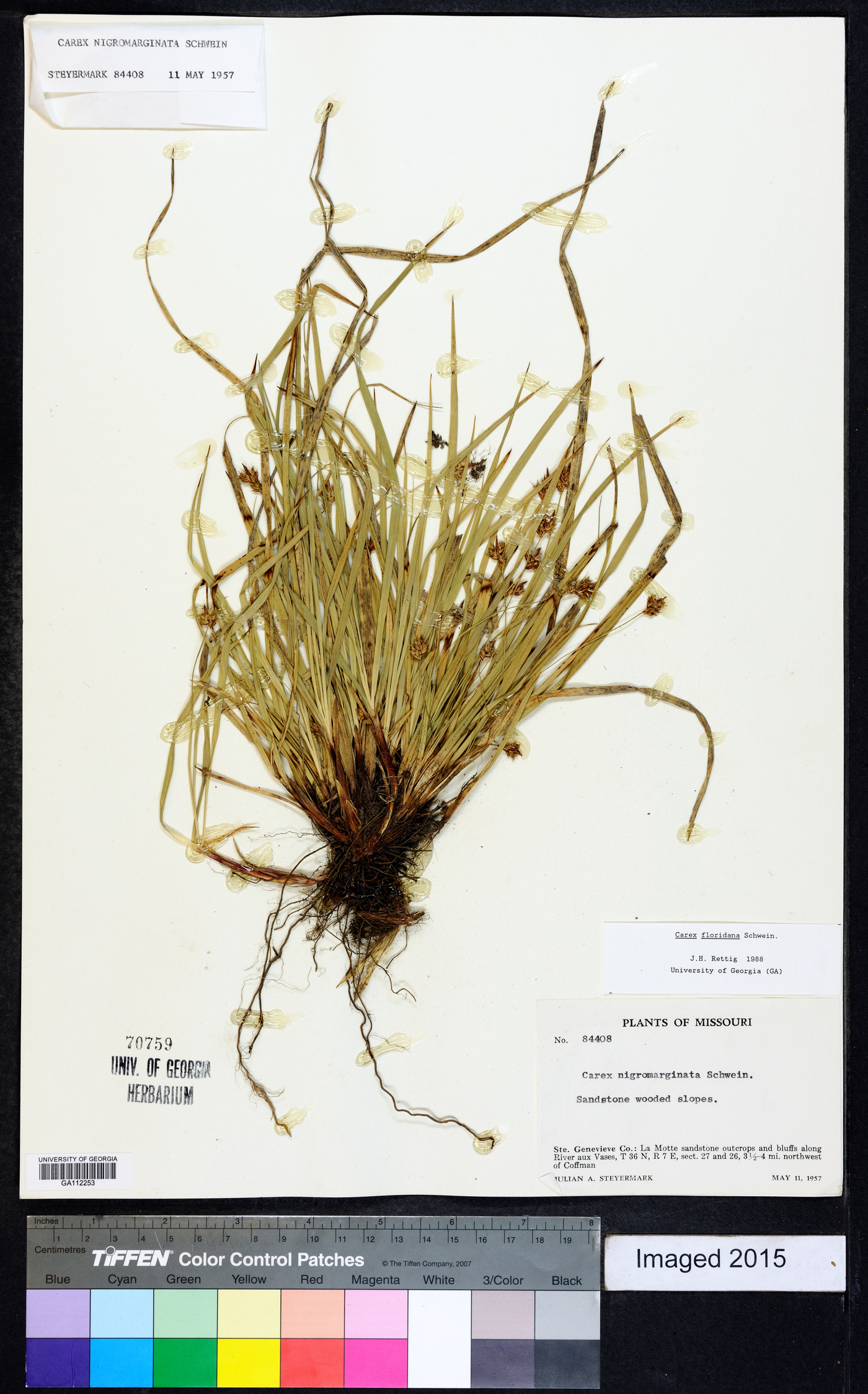 Carex floridana image