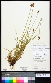 Carex foenea image