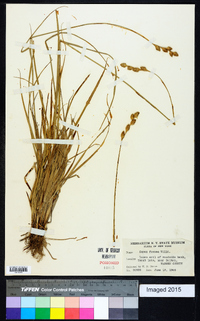 Carex foenea image