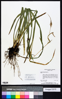 Carex folliculata image