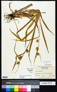 Carex folliculata image