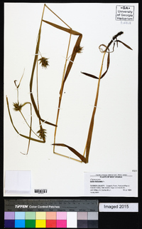 Carex folliculata image