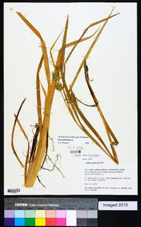 Carex folliculata image