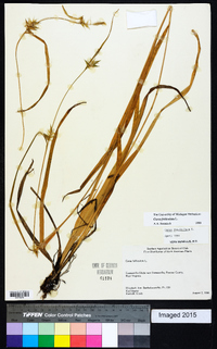Carex folliculata image