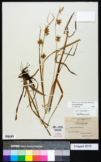 Carex folliculata image