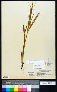 Carex folliculata image