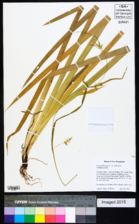 Carex folliculata image