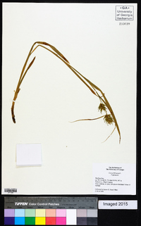 Carex folliculata image