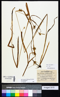 Carex folliculata image