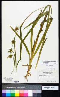 Carex folliculata image