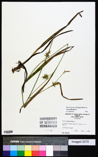 Carex folliculata image