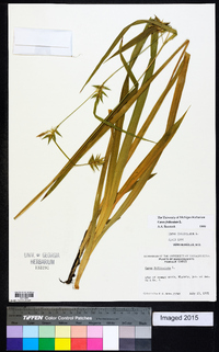 Carex folliculata image