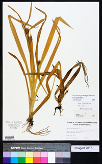 Carex folliculata image