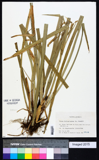 Carex foliosissima image