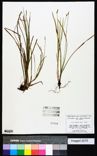 Carex geyeri image